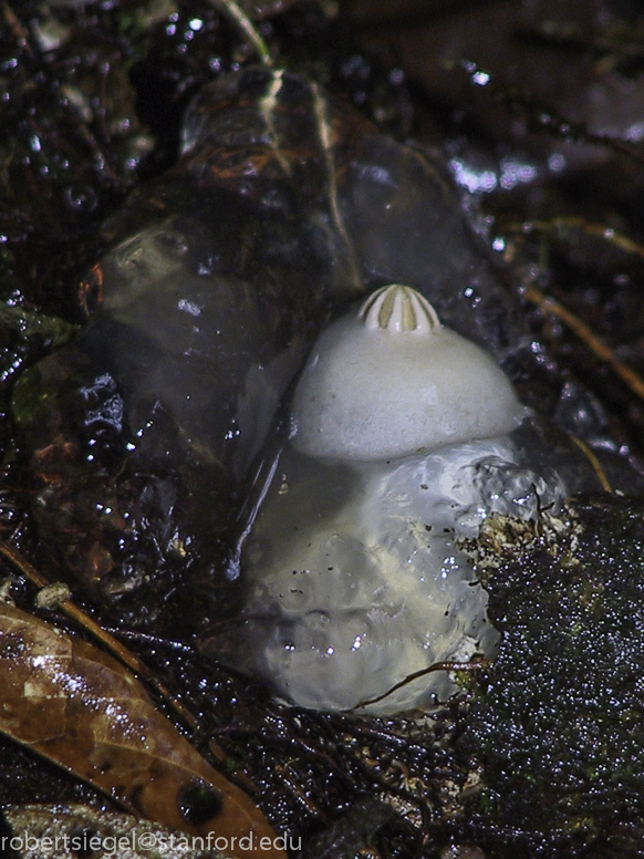 calostoma